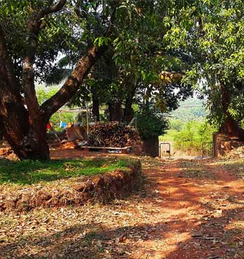 mango farm plots in konkan | Directory India