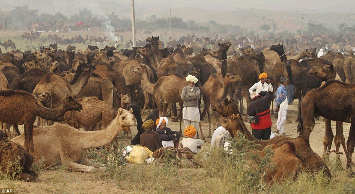 Rajasthan Tour Packages, Pushkar Camel Fair India, Car…